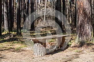 Old wooden bench in a meadow under a pine tree in the park