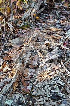 Old Wooden Bites Bulk Splinters in Polesye Natural resort