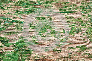 Old wooden board with peeling paint. Background of green flaky paint on cracked plank of wood