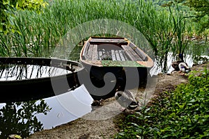 old wooden boat full of water and ducks