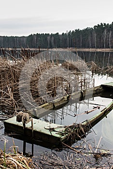 Old wooden boat full of water in the reeds