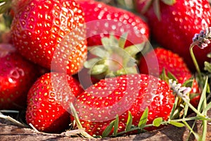 Old Wooden Bowl Filled Juicy Fresh Ripe Red Strawberries On An Old old stone