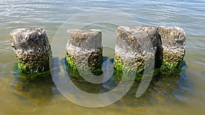 Old Wooden Breakwater On Baltic With Green Seaweed