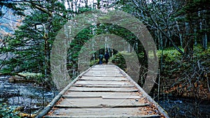 Old wooden bridge pathway into the jungle tropical rainforest with tourist walking background
