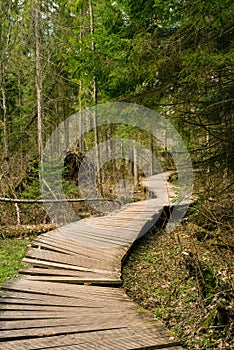 Old Wooden bridge in the spring forest