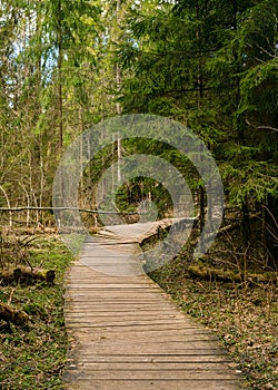 Old Wooden bridge in the spring forest, Belovezhskaya Pushcha,