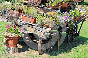 Old wooden cart full of blooming flowers in the Meadow