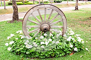 Old wooden cart wheel with flowers decoration for the garden, Old wooden cart wheel