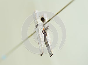 Old wooden clothespeg hanging on rope. Blur background photo