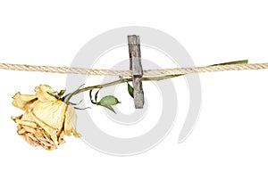 Old wooden clothespin on rope with faded rose on a white background