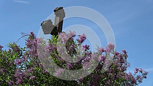 Old wooden  cross and wind in blossoming lilac bush