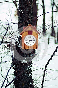 Old wooden cuckoo clock hanging on a tree