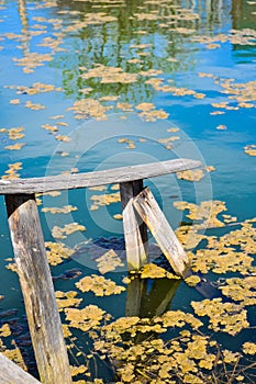 An old wooden descent into an old overgrown pond