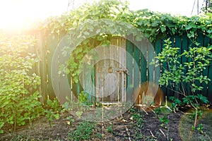 Old wooden door in greenery with sun beams, sun break and shadows. Green wooden fence