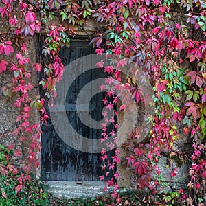 Old wooden door overgrown with ivy