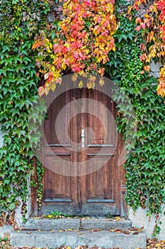 Old wooden door overgrown with ivy in fall colors