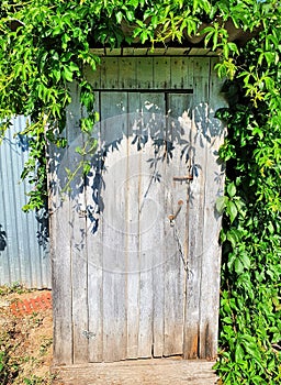 Old wooden door with plants around