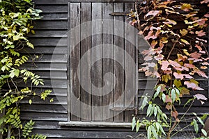 Old wooden door surrounded by tree ferns.