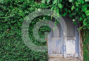 Old wooden door surrounded by vines