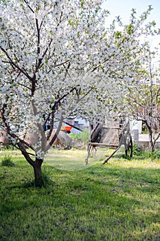 Old wooden dray in the garden