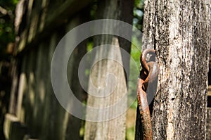 Old wooden fence