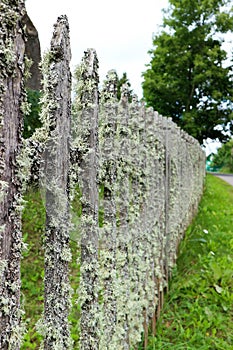 Old wooden fence covered by moss with green grass background