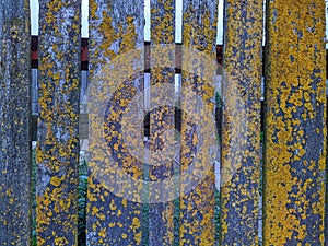 old wooden fence covered with yellow spots