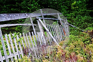 Old wooden fence in the forest