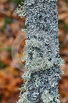 Old wooden fence with lichen and cobwebs. Autumn. Foggy day. Selective focus