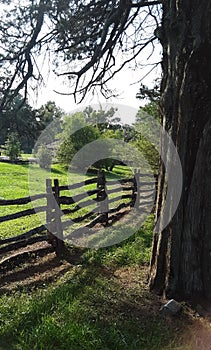 Old wooden fence next to a tree