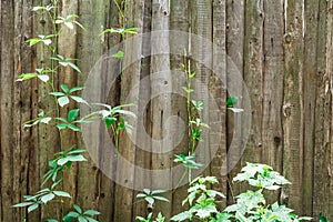 Old wooden fence overgrown with ivy. Textured background