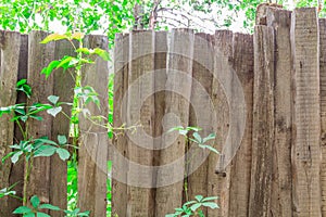 Old wooden fence overgrown with ivy. Textured background