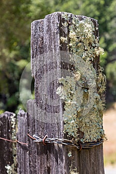 An old wooden fence post with lots of lichen growing on it