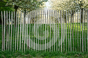 Old wooden fence protect cherry trees orchard