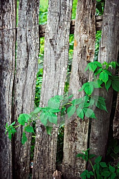 old wooden fence. Vintage grunge wooden fence, which is overgrown with greenery