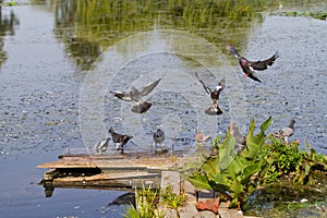 Old wooden footbridge with some plants and used by wild pigeons to drink fresh water from a river, some bird fly, some watch