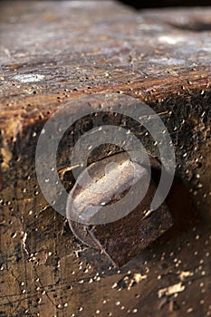 Old wooden Furniture drilled in by Wood-worms