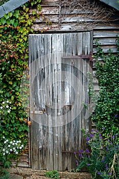 Old wooden garden shed door covered with ivy