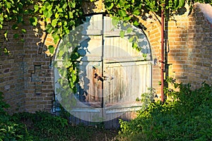 Old wooden gate into the cellar covered by grapevine. Grapevine leaves border. Natural frame. Stone wall. Abandoned wooden gates.