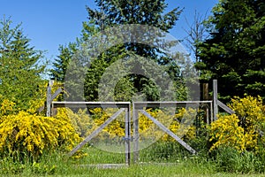 Old Wooden Gate and Scotch Broom Shubs