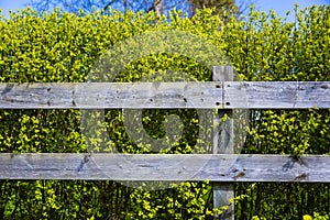 Old wooden grey fence covering green shrub bush in country side village. Good background