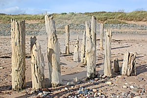 Old wooden groynes