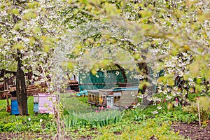 Old wooden hives on apiary among flowering cherries. Branches with white flowers in spring