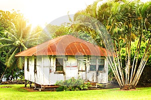 Old wooden house surrounded by palm trees