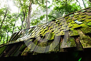 An old wooden hut in a deep forest