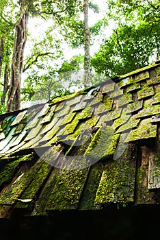 An old wooden hut in a deep forest