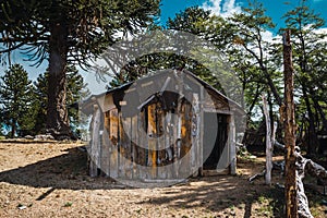 Old wooden hut of native people next to Auracauria Pehuen photo