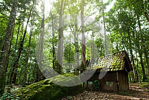 An old wooden hut in a tropical forest