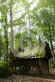 An old wooden hut in a tropical forest