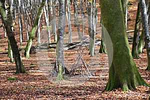 Old wooden hut in the woods